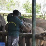 Milk for baby elephants Elephant Transit Home