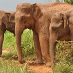 wild elephants red from mud bath Udawalawe