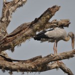 Open-billed Stork Yala