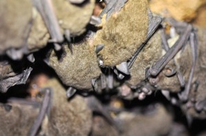 WNS in Gray Bats - Tennessee