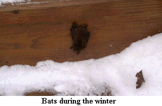 Bat-in-Winter