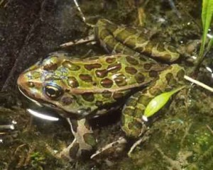 Northern Leopard Frog - canadianbiodiversity.mcgill.ca
