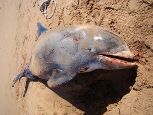 white-beaked dolphin found near Darnley, PEI