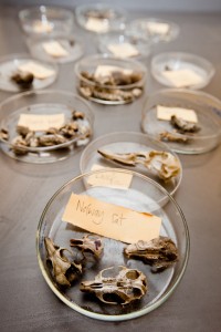 Petri dishes with prey remains found in barn owl pellets.