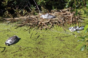 Dead birds at Galoot Lake (2)