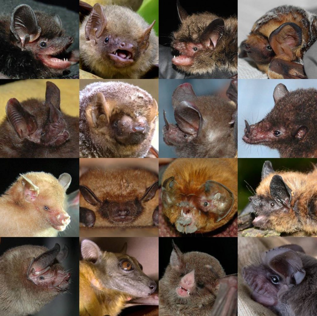 Bat_diversity