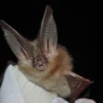 Townsends Big Eared Bat, Ann Froschauer (USFWS)