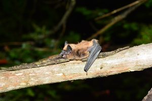 Eastern small-footed myotis (Myotis leibii) taking off from a branch.